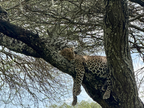 Unlimited Expeditions - The Soul Of Tanzania-阿鲁沙必去景点