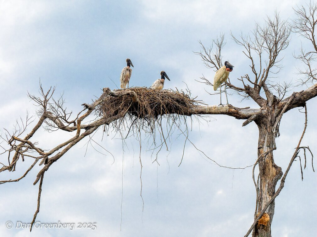 Pantanal Nature-Cuiaba必去景点