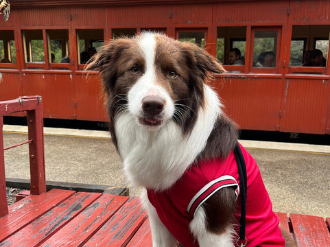 Zig Zag Railway-利特高必去景点