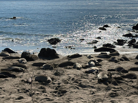 Elephant Seal Vista Point