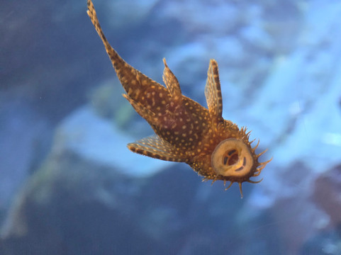 Bioparc Fuengirola-福恩吉罗拉必去景点