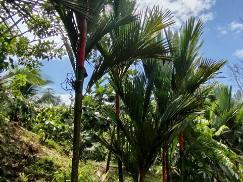 Finca Sura-Puerto Viejo de Sarapiqui必去景点