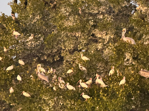 Captain Craig’s Everglades Boat Adventures LLC-Chokoloskee必去景点