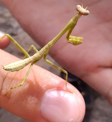 Guyane Brésil Transport-Saint-Georges必去景点