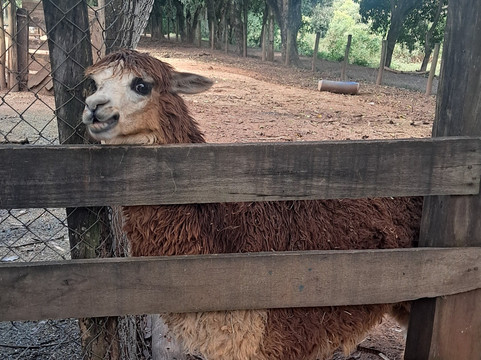 Fazendinha Zoomix-Franca必去景点