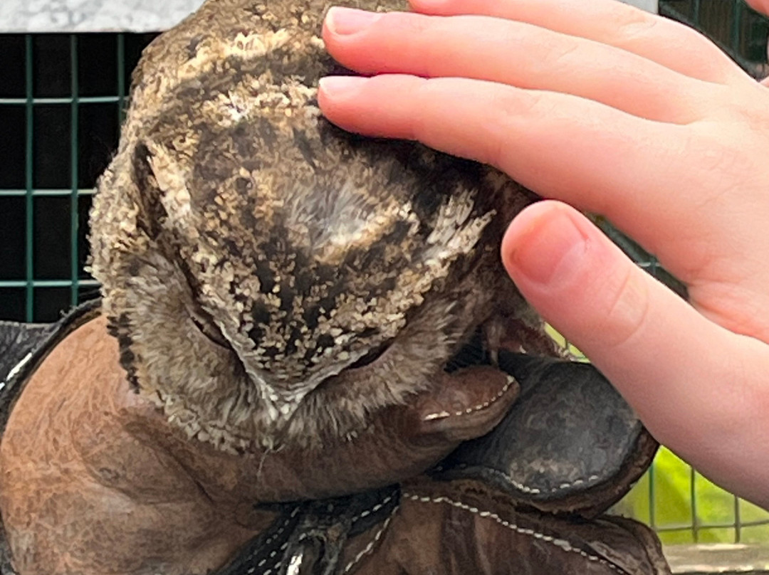 The Owls Trust-兰迪德诺必去景点