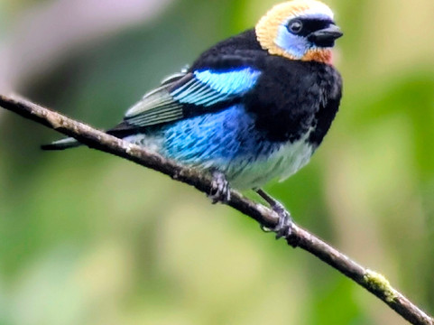 Bijagua Rainforest - Tours-Bijagua de Upala必去景点