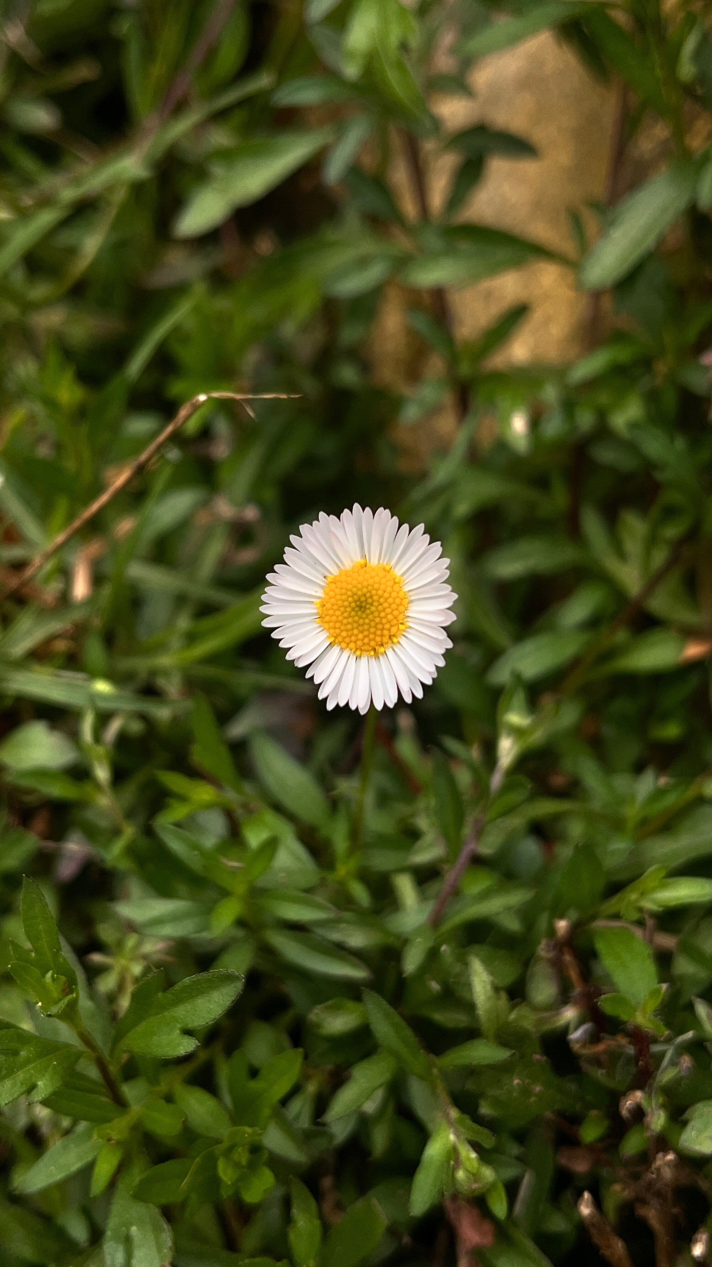 假日之家度假村-官方