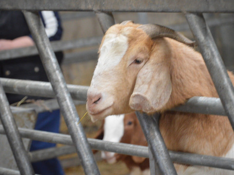 Matlock Farm Park-马特洛克必去景点