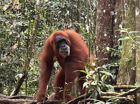 Trekking Orangutan Sumatra-武吉拉旺必去景点