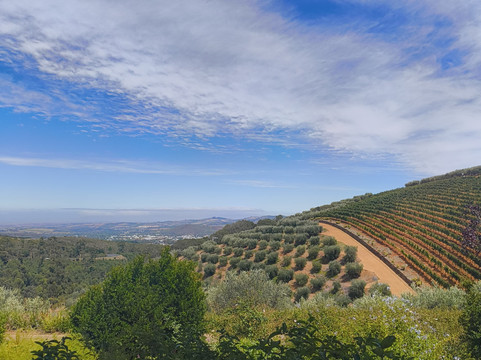 Tokara Wine Estate-斯泰伦博斯必去景点
