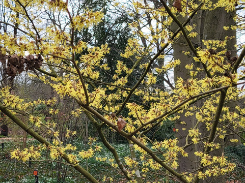 Botanical Garden Arboretum Oudenbosch-Oudenbosch必去景点