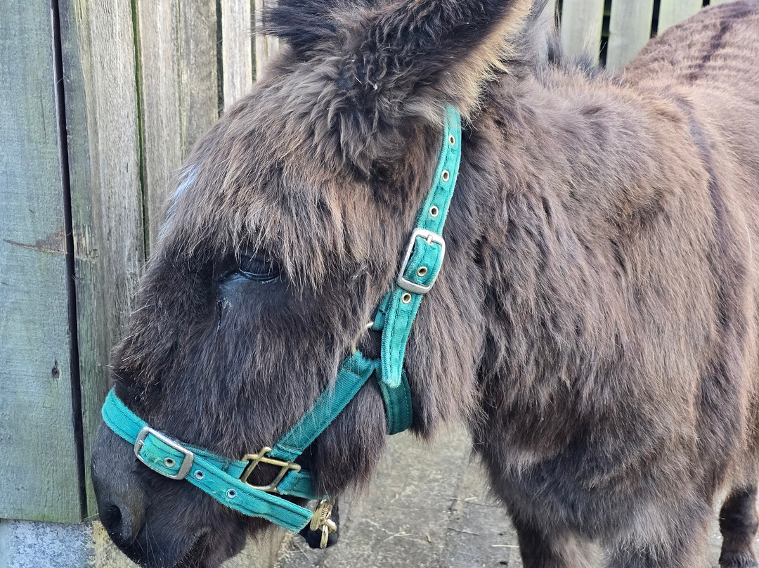 Brockenhurst Donkey Walks-Brockenhurst必去景点