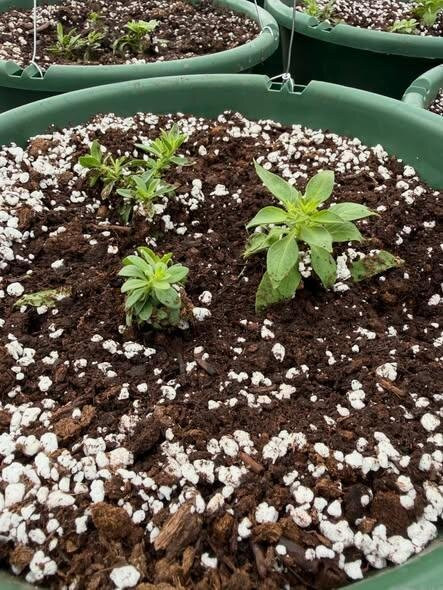 Gatewood Vegetable Farm & Greenhouses, Inc.-Noblesville必去景点