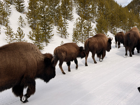 Two Top Snowmobile Rentals and Tours-西黄石镇必去景点