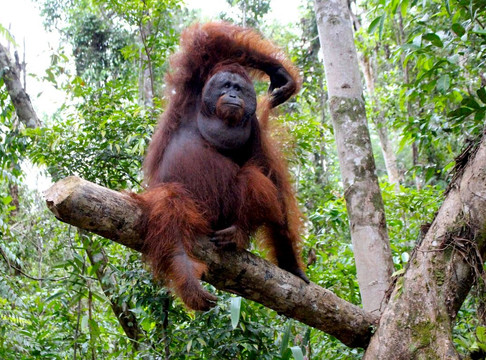 Sumatra Orangutan Tours-武吉拉旺必去景点