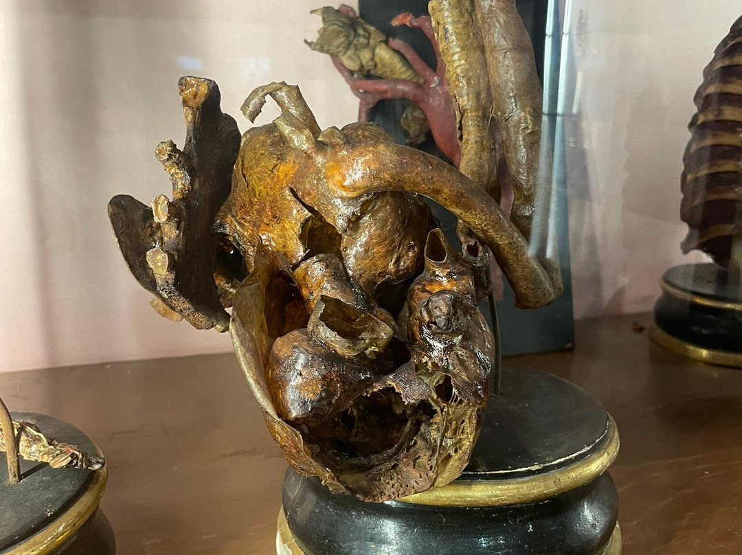 MUSA - Museo Universitario delle Scienze e delle Arti-那不勒斯必去景点