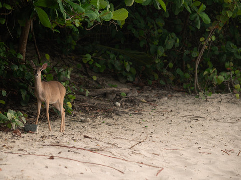 Cinnamon Bay-维尔京群岛国家公园必去景点