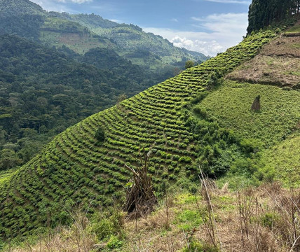 Go Gorilla Trekking-吉佳利必去景点