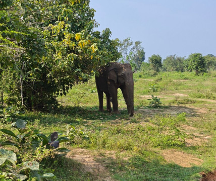 Kris Lanka Holidays-Matale必去景点