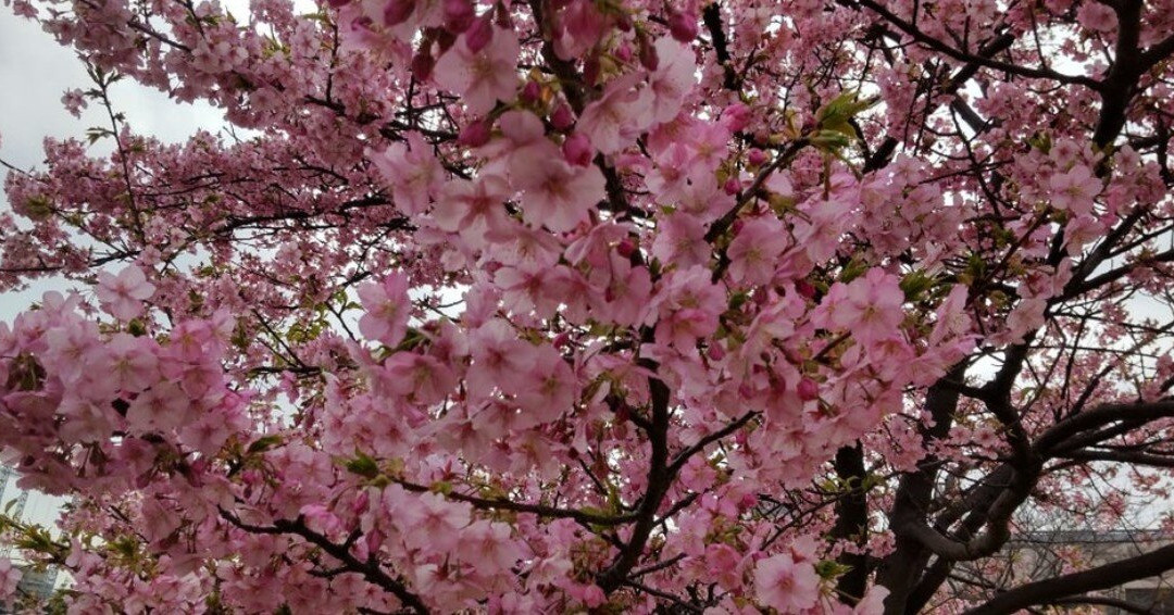 Kyunaka River-墨田区必去景点