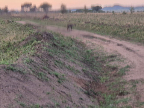 Gorilla Riddles-坎帕拉必去景点