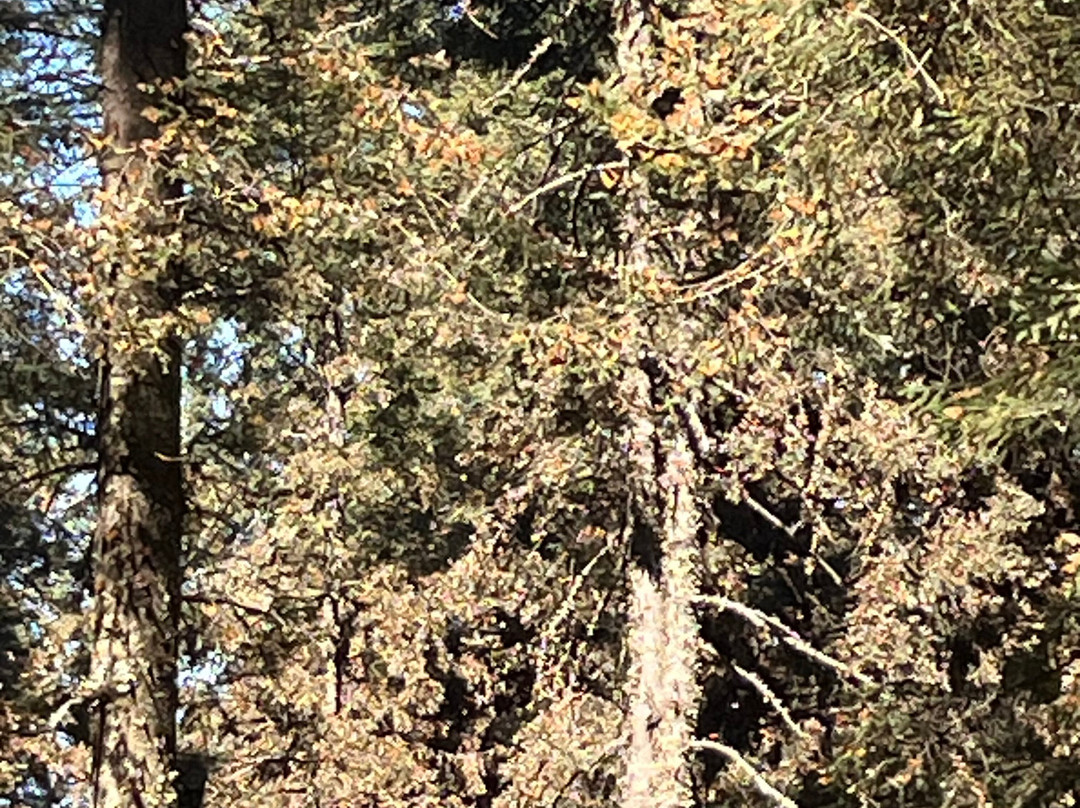 El Rosario Monarch Butterfly Preserve-中部墨西哥和墨西哥湾沿岸必去景点