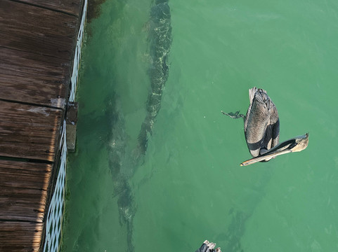 Robbie's of Islamorada-伊斯拉摩拉达必去景点