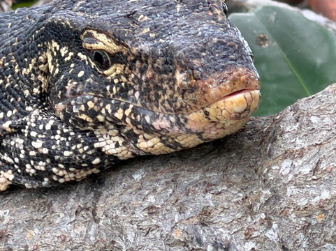 Dilshan Tours In Sri Lanka-尼甘布必去景点