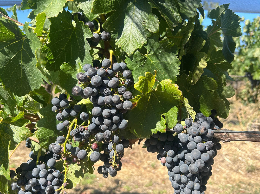 Henschke-Keyneton必去景点