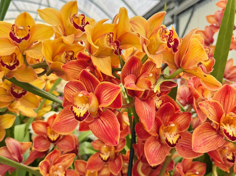 The Flower Fields at Carlsbad Ranch-卡尔斯巴德必去景点