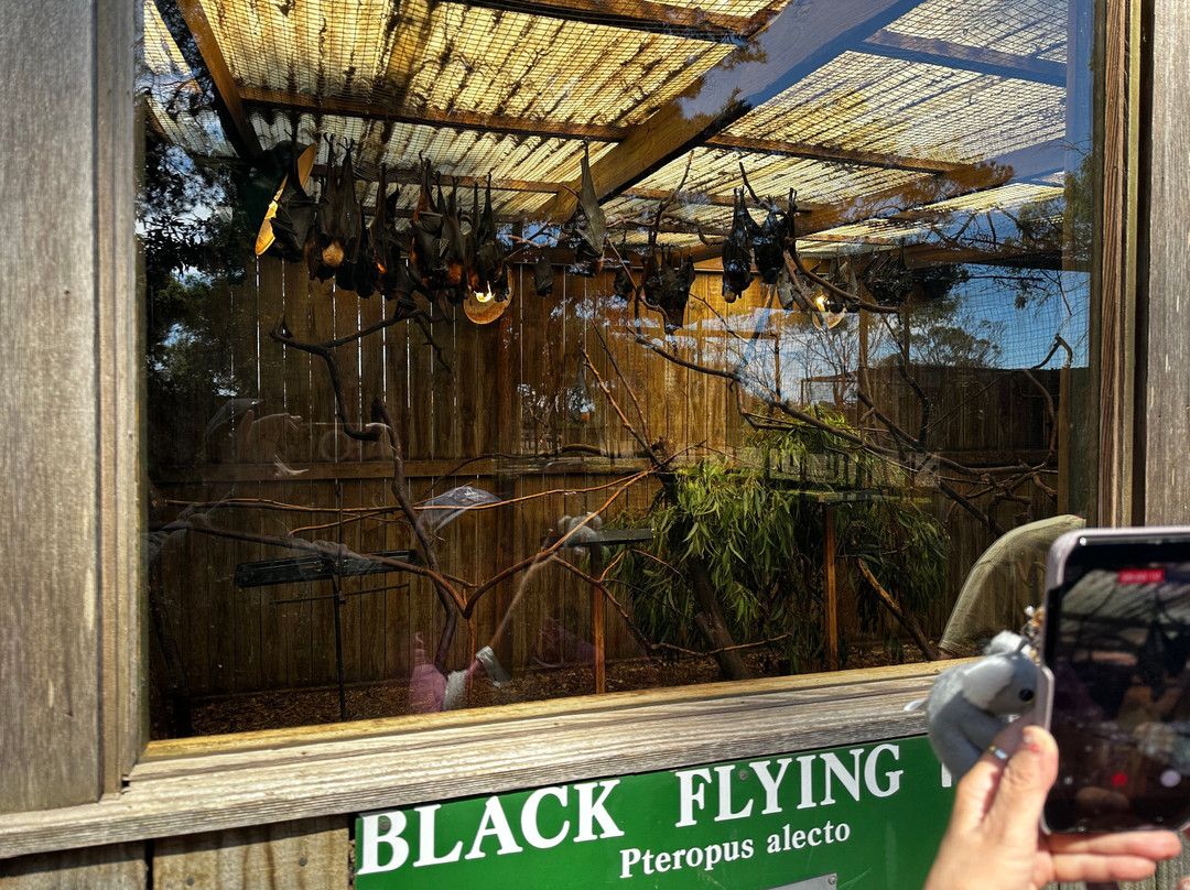 菲利普岛野生动物园-考斯必去景点