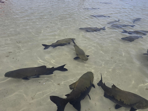 Lagoa dos Tambaquis-阿拉卡茹必去景点