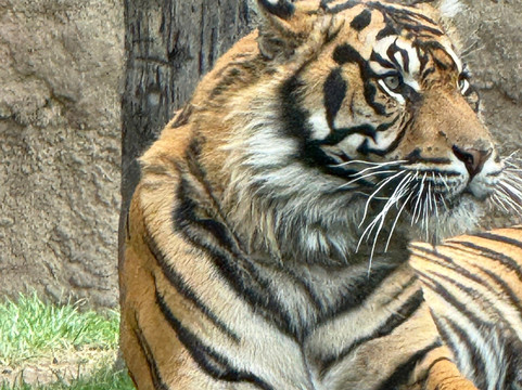 Bioparc Fuengirola-福恩吉罗拉必去景点