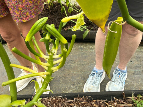 Hawaiian Vanilla Company-帕奥伊洛必去景点