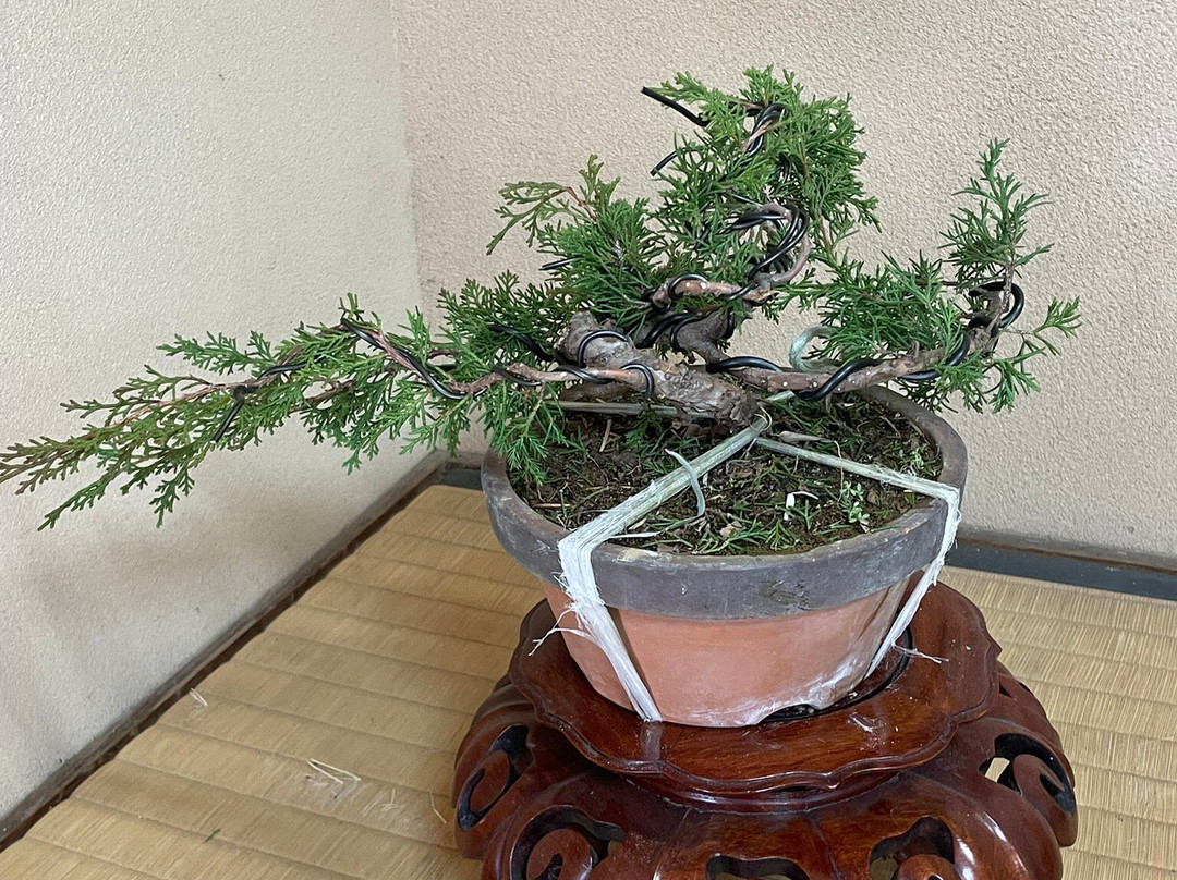 春花园 BONSAI 美术馆-江戸川区必去景点
