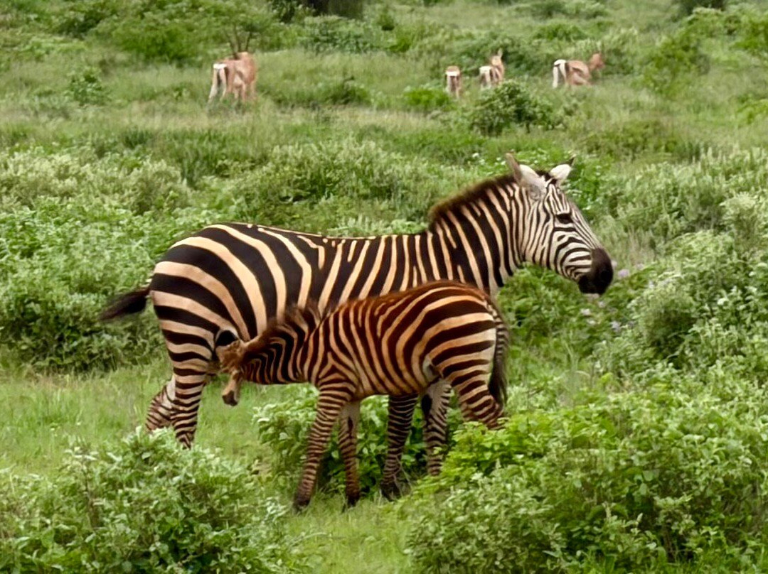 Safari Desire-Sekenani必去景点