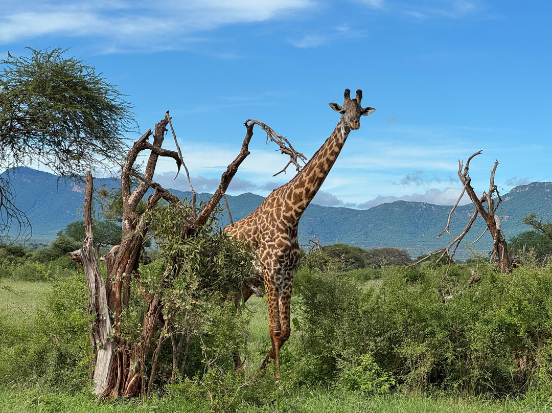 Chacal Expeditions - Day Tours-蒙巴萨必去景点