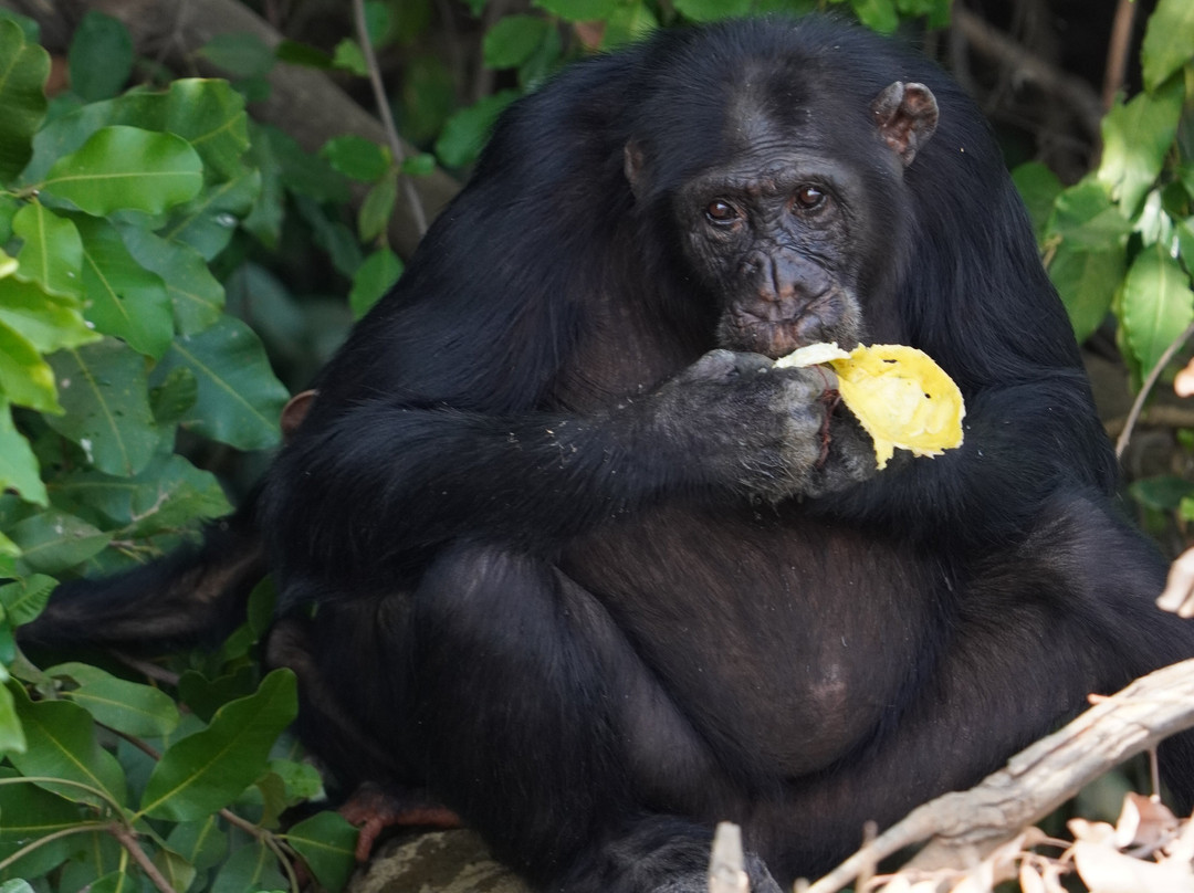 Smiley, Your Eco-Nature Guide in Kuntaur Gambia-Kuntaur必去景点