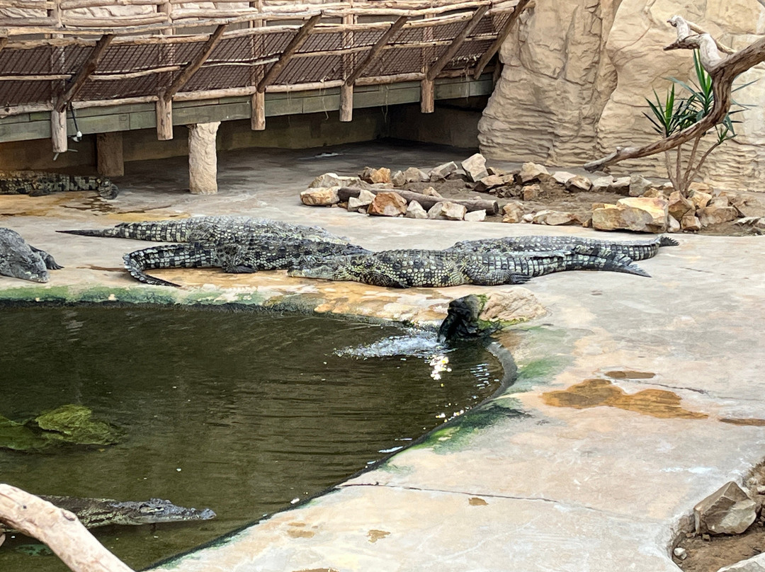 Alligator Bay-波伏娃必去景点