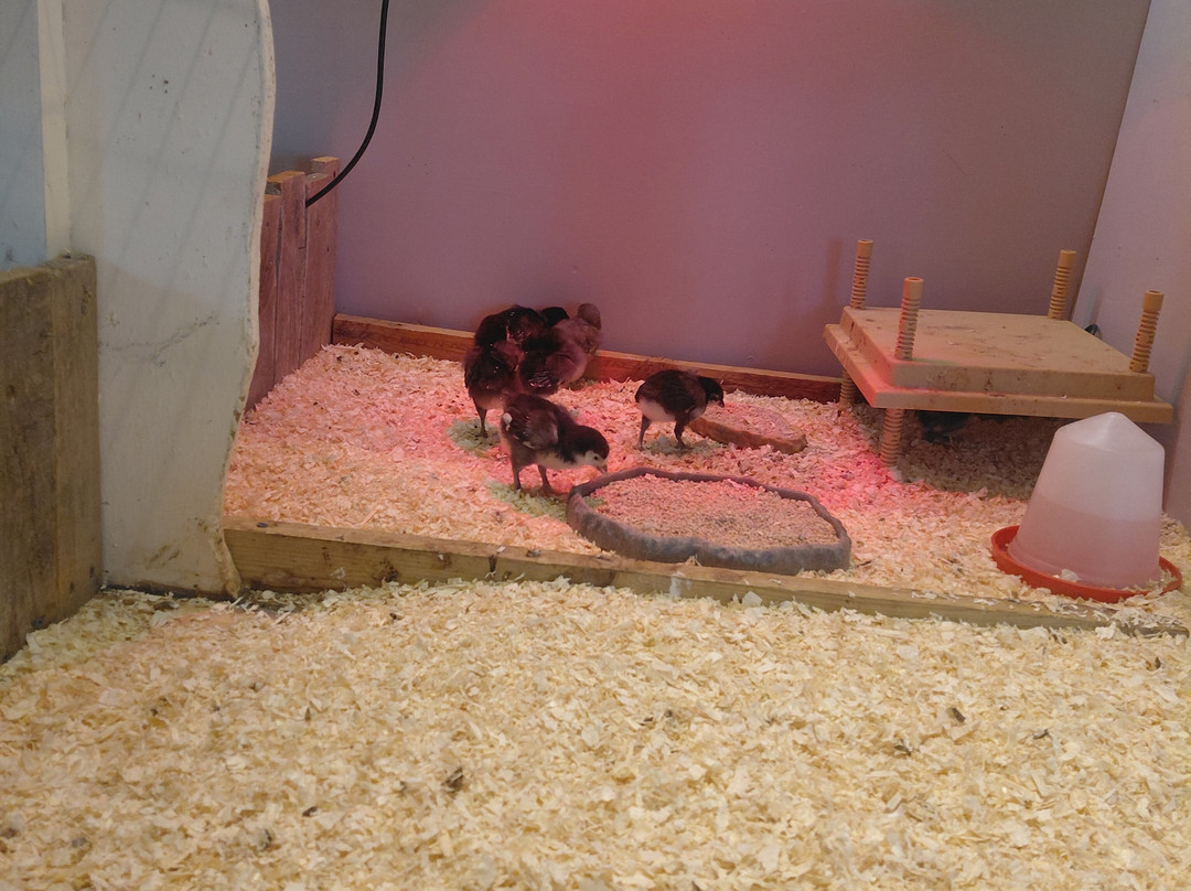 Lee Valley Animal Adventure Park-沃尔萨姆阿比必去景点