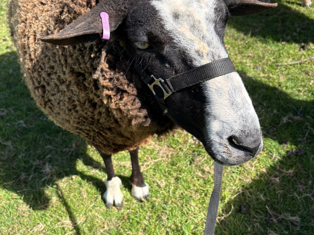 Somerset Sheep Trekking-Pitminster必去景点