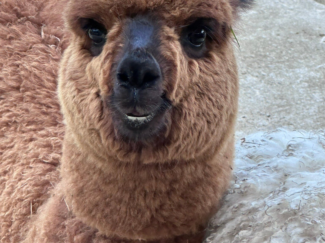 Alpacas de la Tierruca-Llanos必去景点