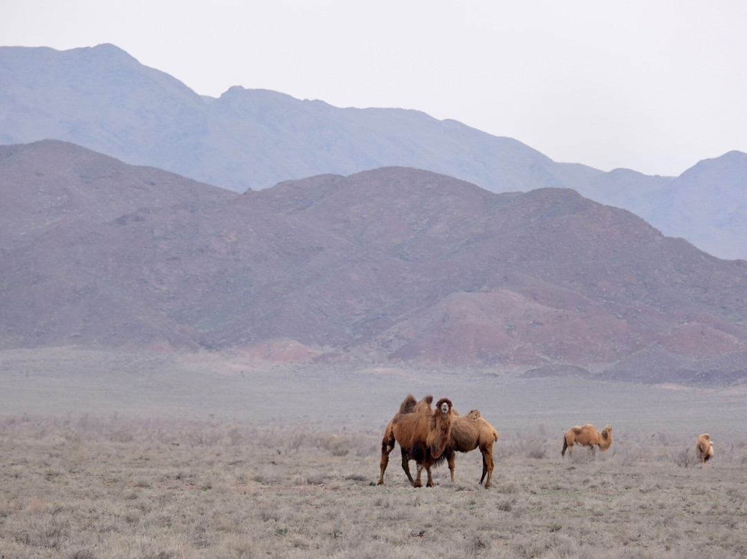 Picnic Team-阿拉木图必去景点