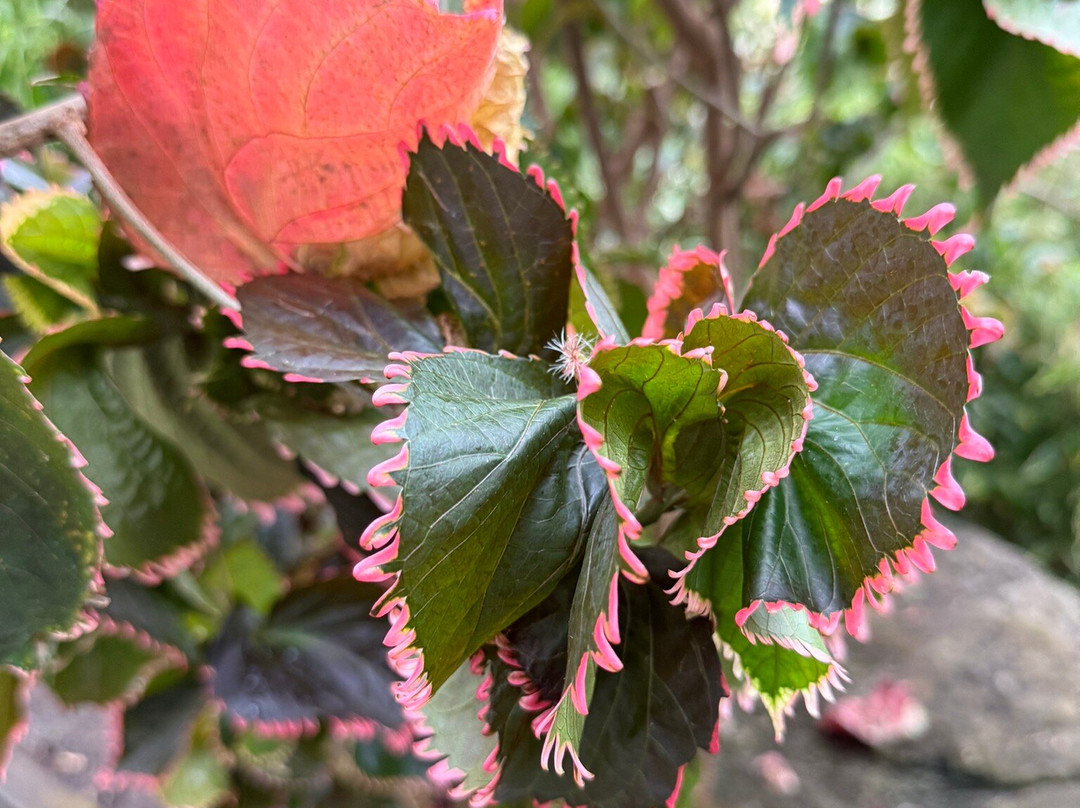 Foellinger-Freimann Botanical Conservatory-韦恩堡必去景点
