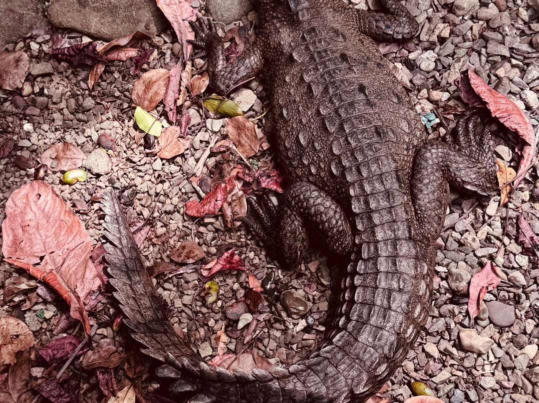 Sukia Park & Zip Line Tour-哥斯达黎加安东尼奥国家公园必去景点