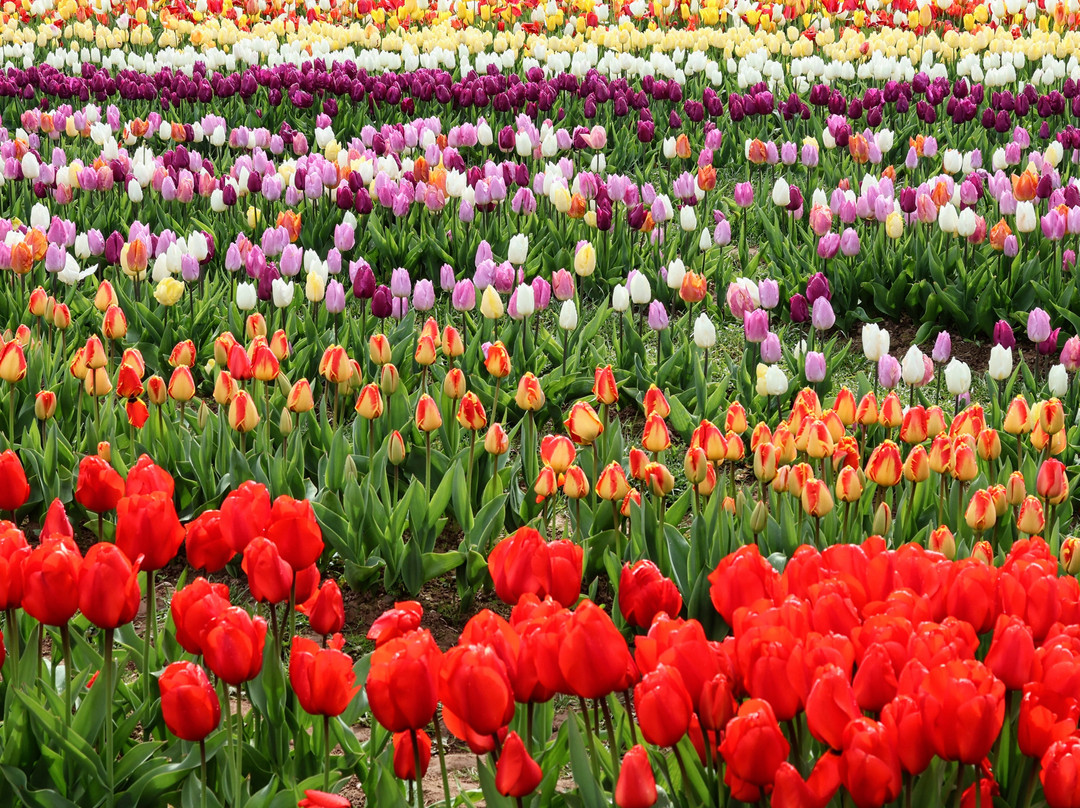 Tulleys Tulip Garden - Warwickshire-沃里克必去景点