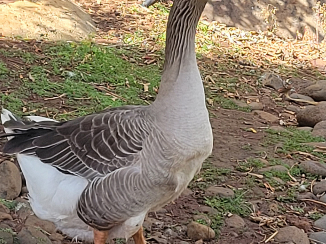 Ilha das Aves-Campanario必去景点