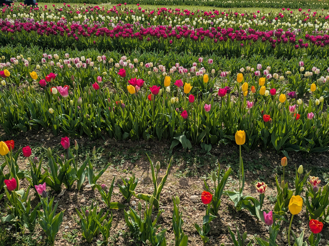 Tulleys Tulip Fields - Hertfordshire-圣奥尔本斯必去景点