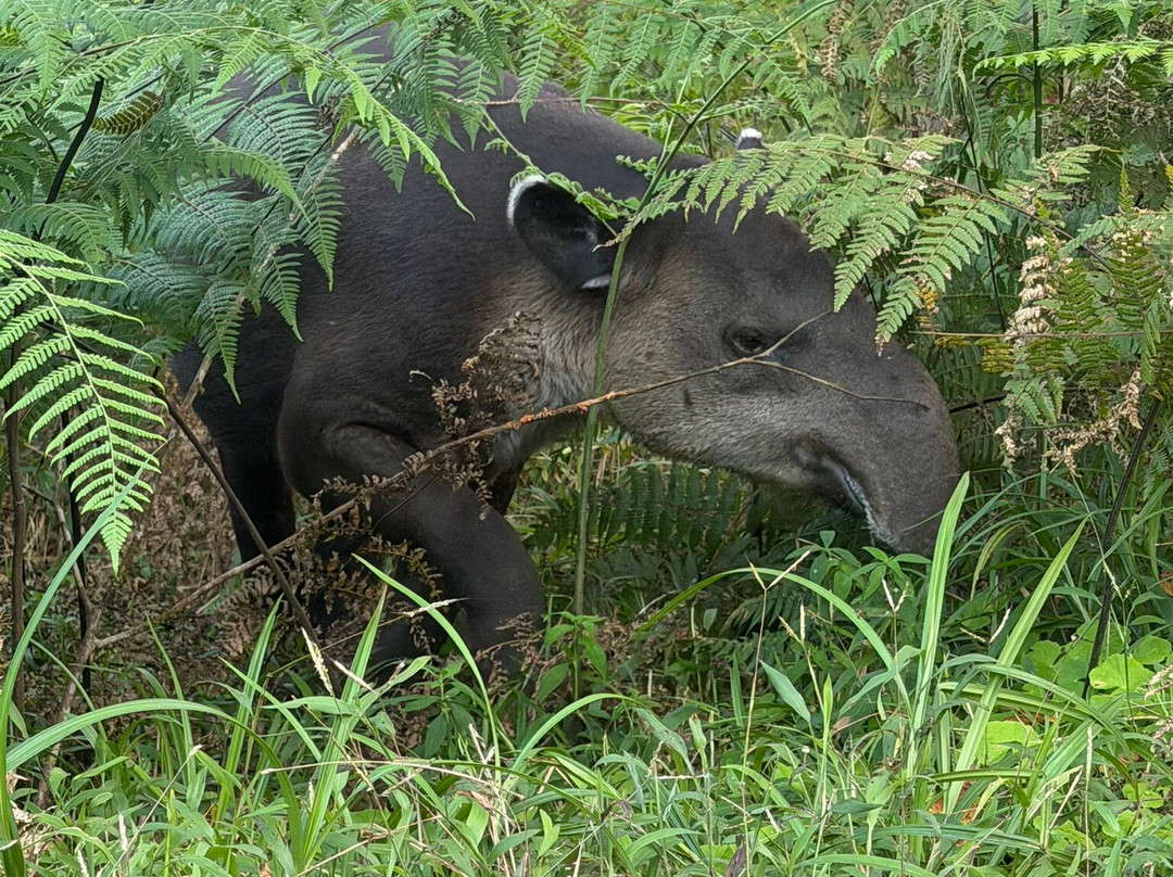 Tapir Valley Nature Reserve-Bijagua de Upala必去景点